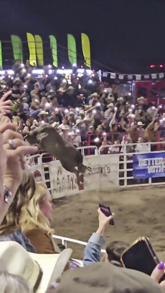 Rodeo Bull Escapes