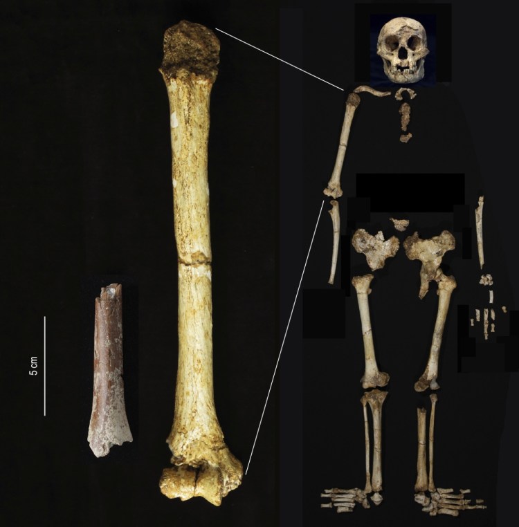 Hobbit Fossils