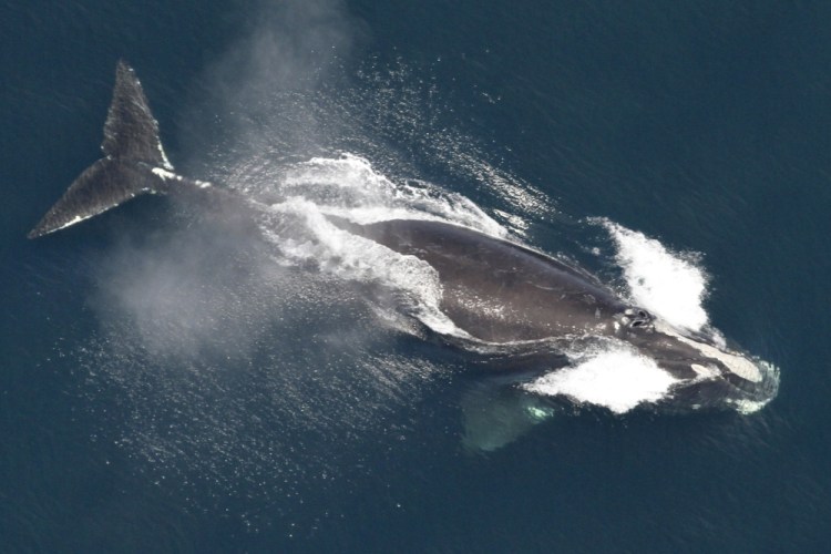 Whale Deaths-Shipping Rules